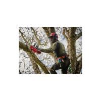 Einhell FORTEXXA 18/20 TH - Solo, Akülü Ağaç Kesme (Akü ve şarj cihazı dahil değildir)